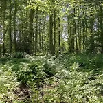 別荘 1547-aakirkeby-maegardsskoven-8